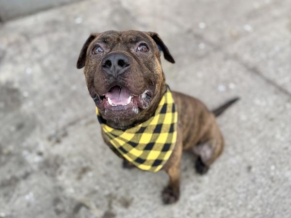 Hockey — thumbnail 2