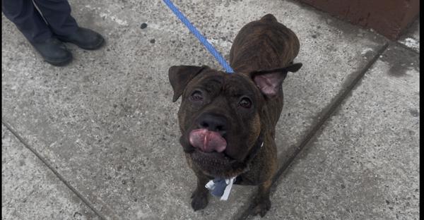 Hockey — thumbnail 3