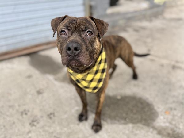 Hockey — thumbnail 4