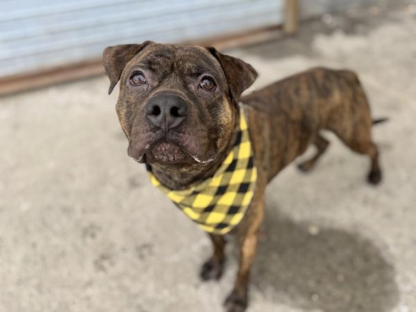 Hockey — thumbnail 6