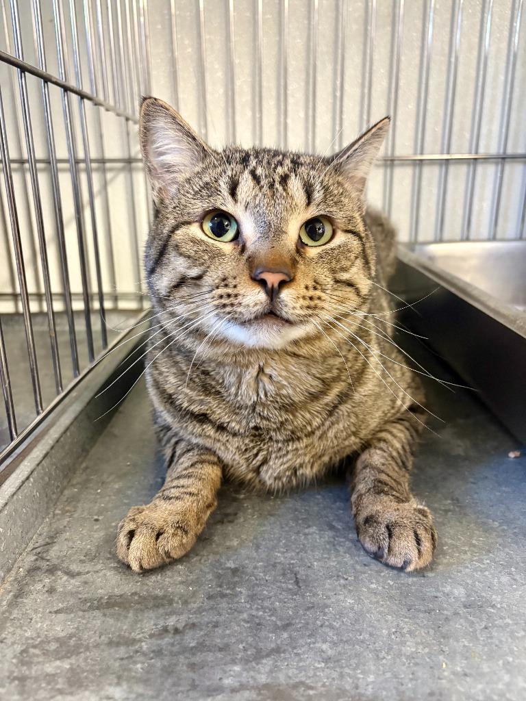 Enlarge Rook, a Adoptable mixed breed in Rock Springs, WY image 1/2