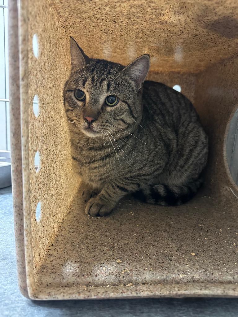 Enlarge Rook, a Adoptable mixed breed in Rock Springs, WY image 2/2