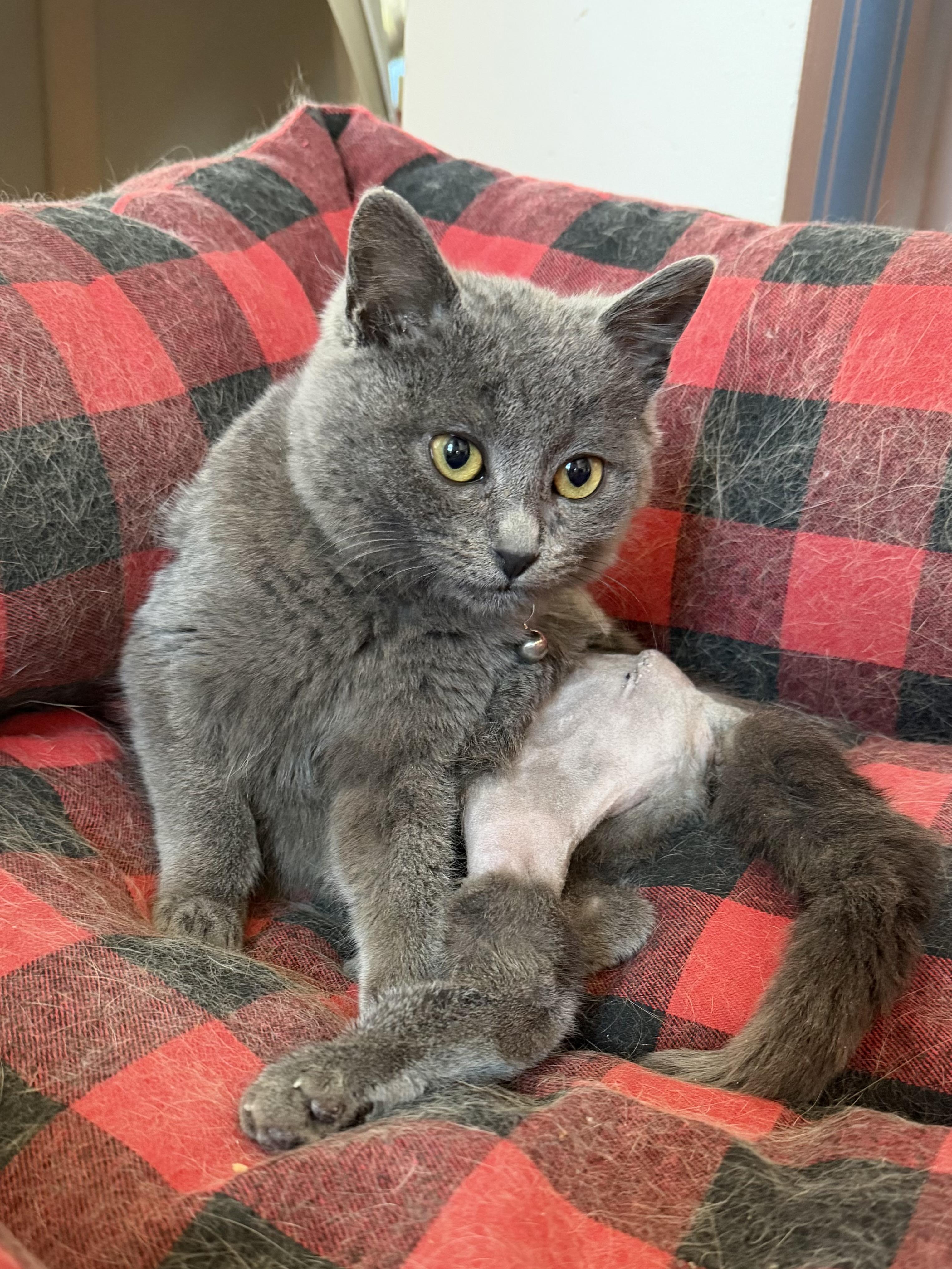 Banjo, adopted, Kitten Male Domestic Short Hair & Russian Blue.