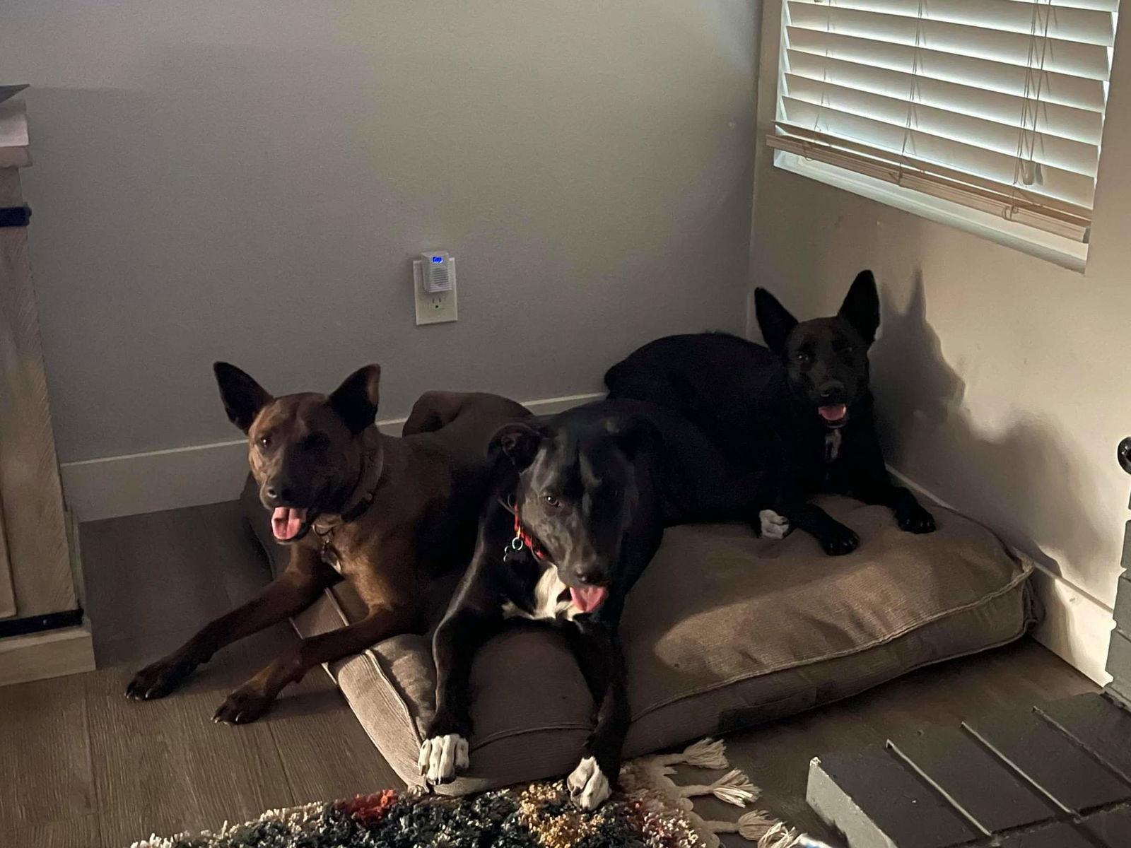 Enlarge Bluebell, a Adoptable German Shepherd Dog in Escondido, CA image 1/3