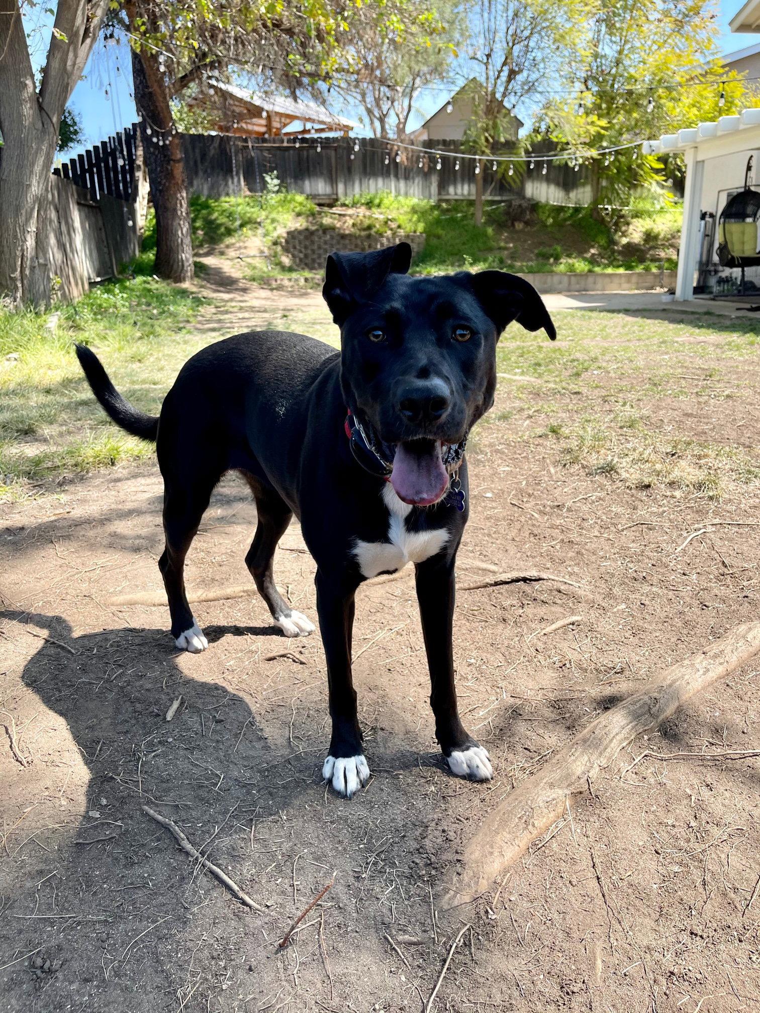 Bluebell, a Adoptable German Shepherd Dog in Escondido, CA image 3/3