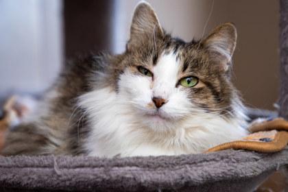 Momma Mila, Adoptable, Senior Female Domestic Long Hair & Domestic Short Hair.