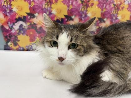 Momma Mila, a Adoptable mixed breed in Maumee, OH image 2/2