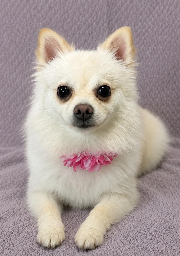 Ponyo, an adopted Pomeranian in Lodi, CA image 3/5