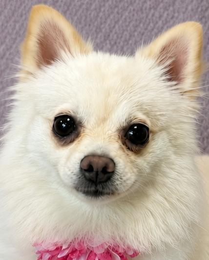 Ponyo, an adopted Pomeranian in Lodi, CA image 2/5