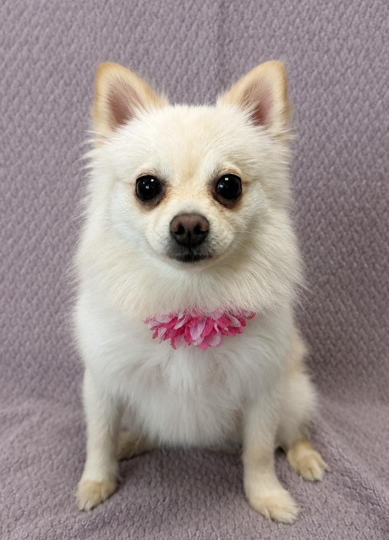 Ponyo, an adopted Pomeranian in Lodi, CA image 5/5