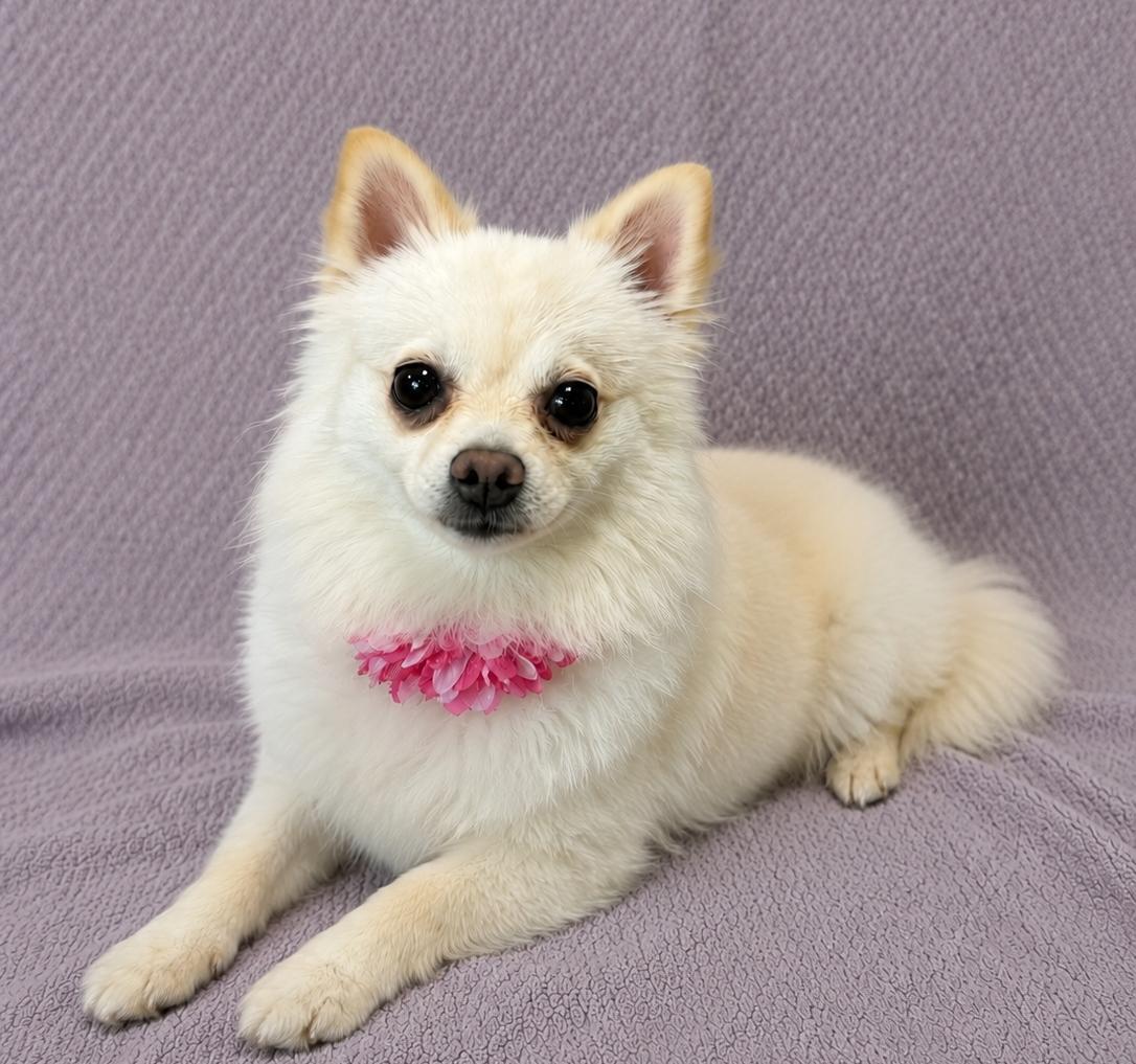 Ponyo, an adopted Pomeranian in Lodi, CA image 4/5