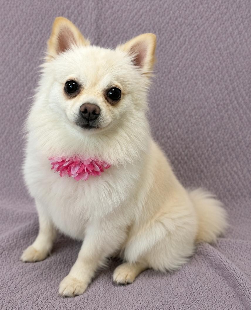 Ponyo, adopted, Young Female Pomeranian.