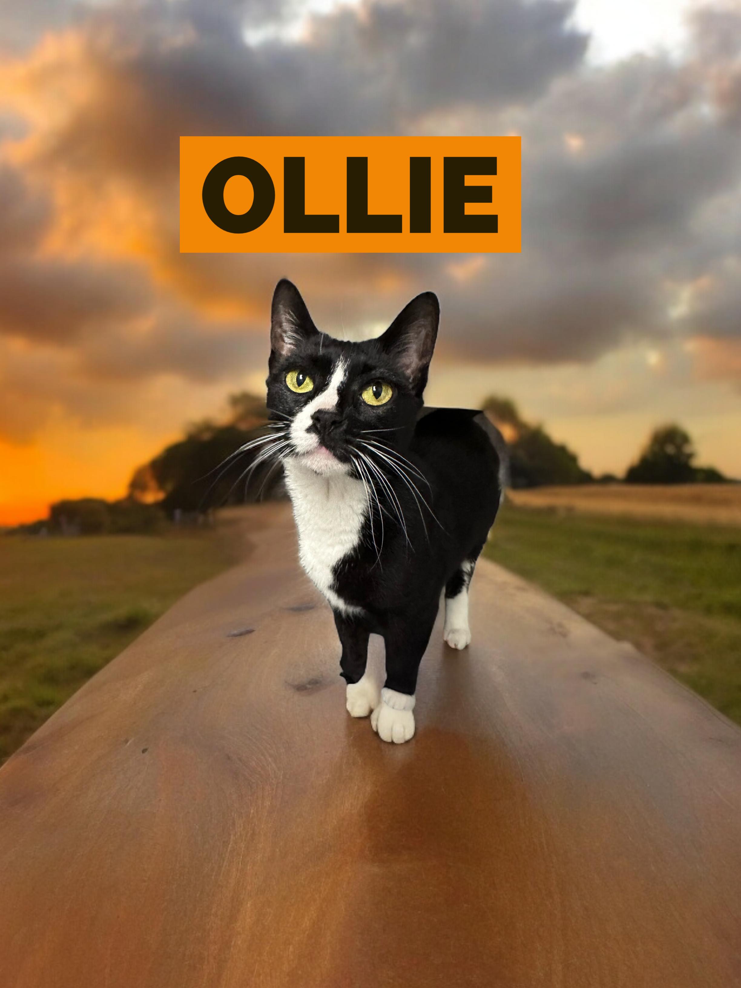 Ollie, a Adoptable Domestic Short Hair in Orleans, VT image 4/5