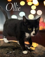 Ollie, a Adoptable Domestic Short Hair in Orleans, VT image 5/5