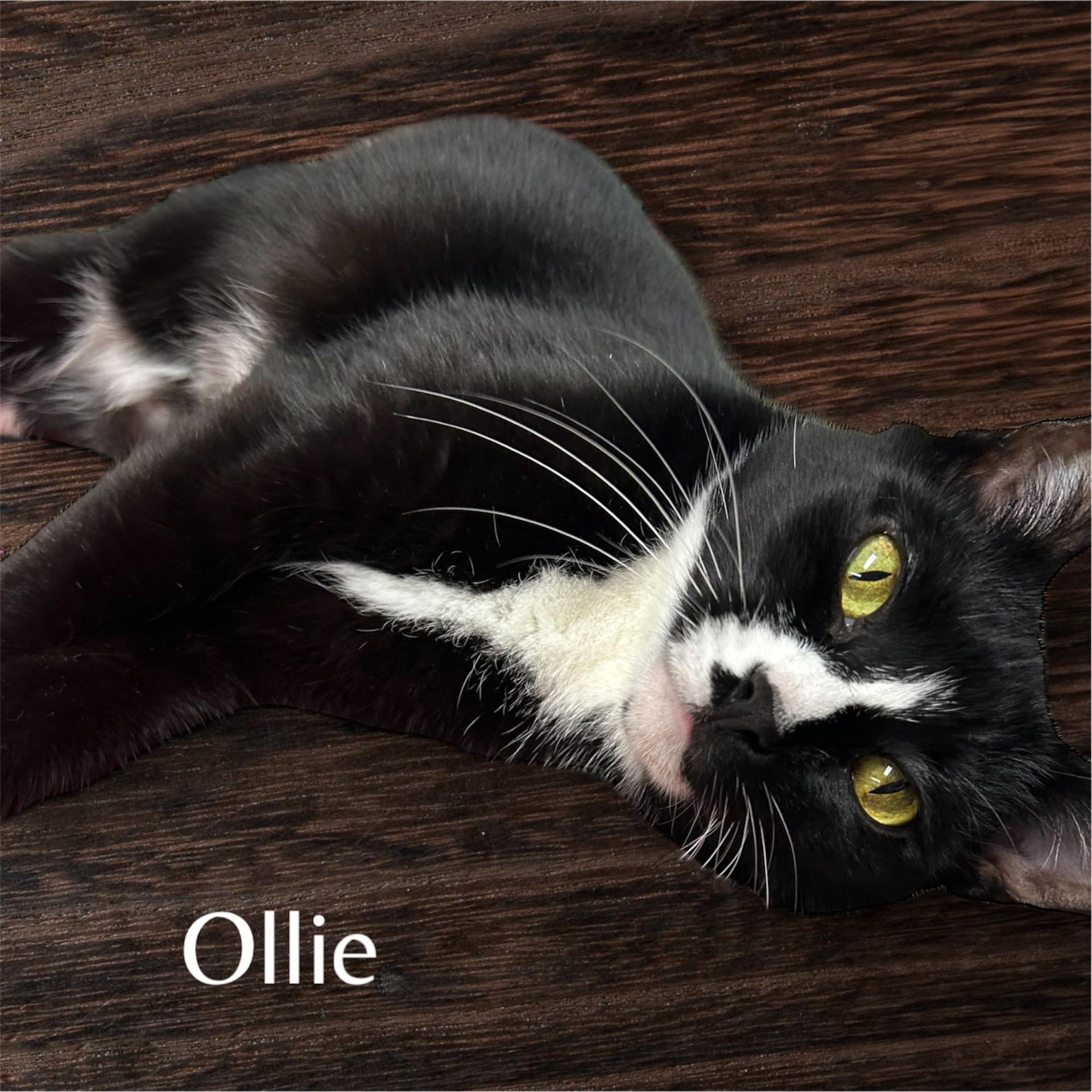 Ollie, a Adoptable Domestic Short Hair in Orleans, VT image 1/5