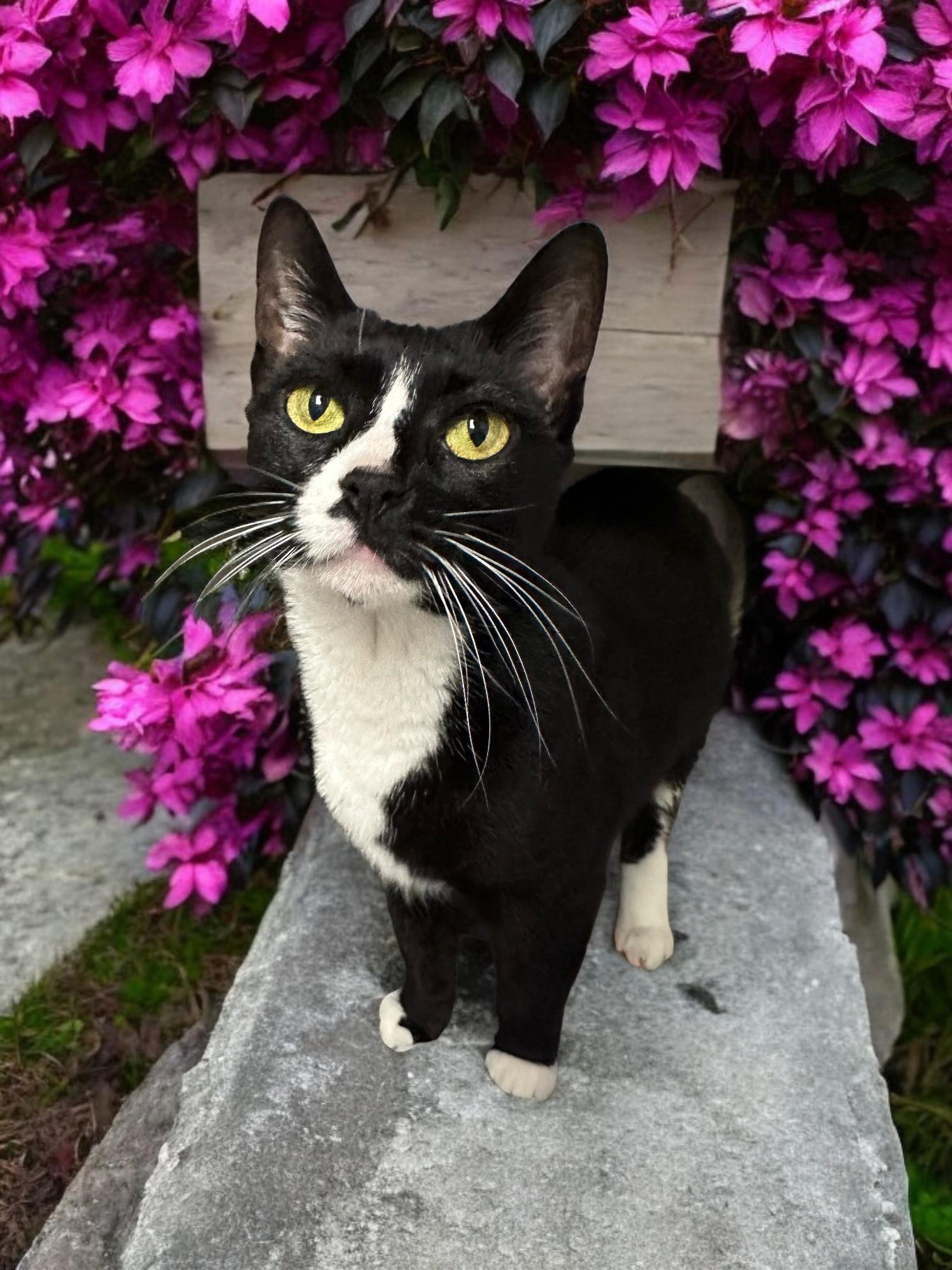 Ollie, a Adoptable Domestic Short Hair in Orleans, VT image 3/5
