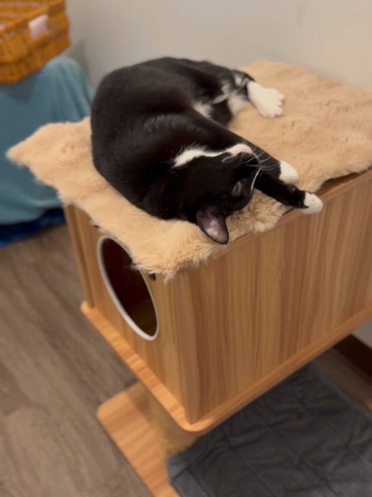 Enlarge Ollie, a Adoptable Domestic Short Hair in Orleans, VT video 2/5