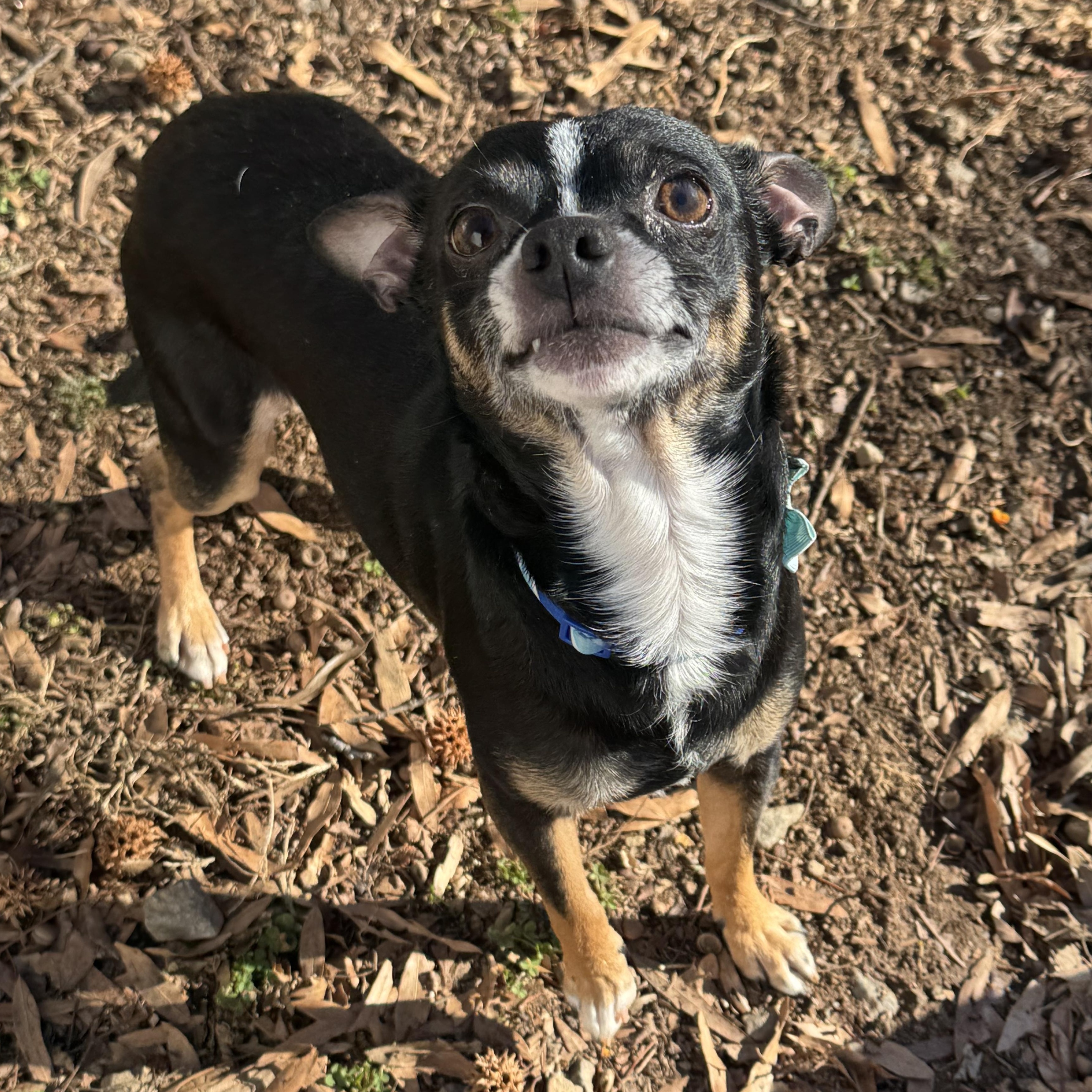 Enlarge Winston , a ADOPTABLE mixed breed in Fredericksburg, VA image 1/5
