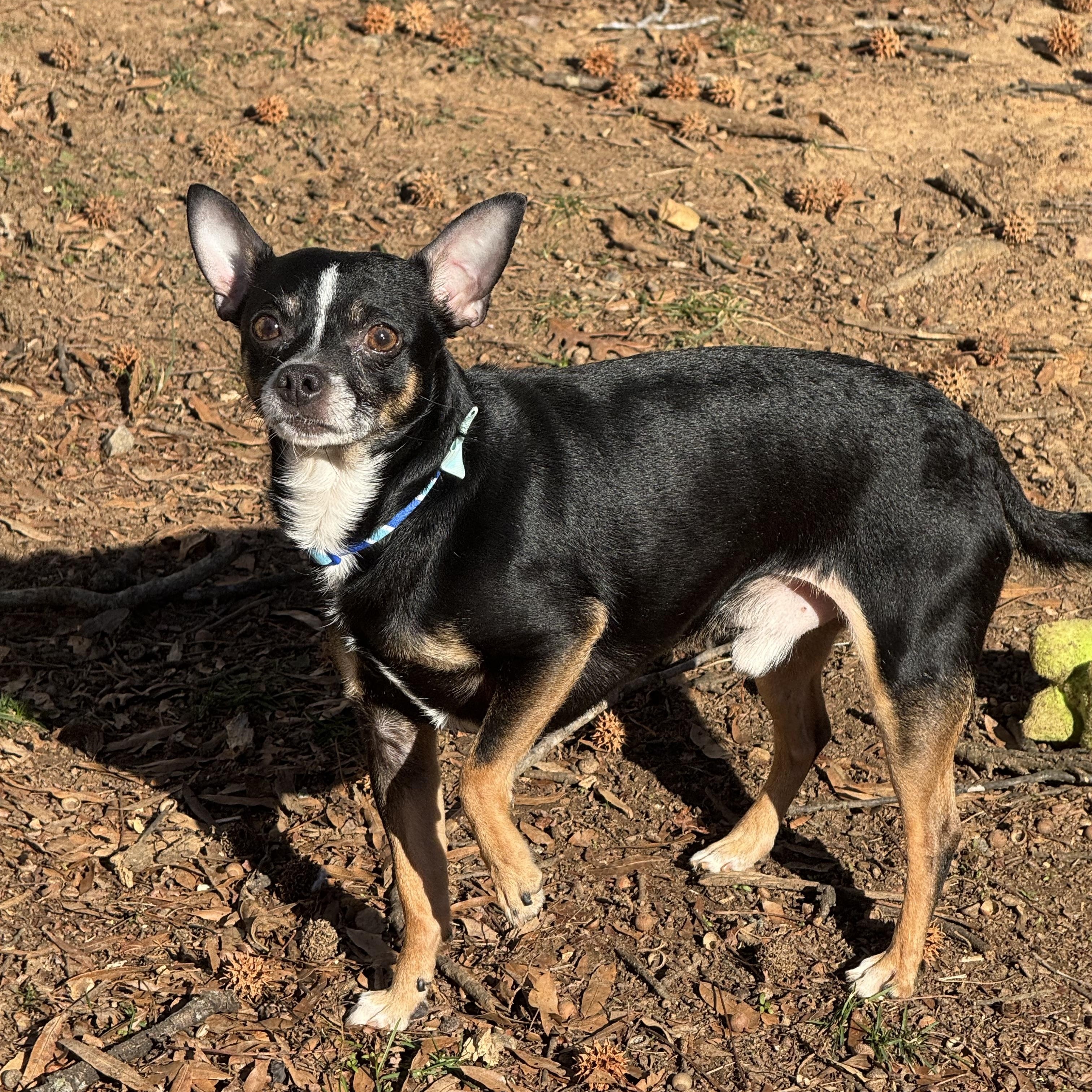 Enlarge Winston , a ADOPTABLE mixed breed in Fredericksburg, VA image 5/5