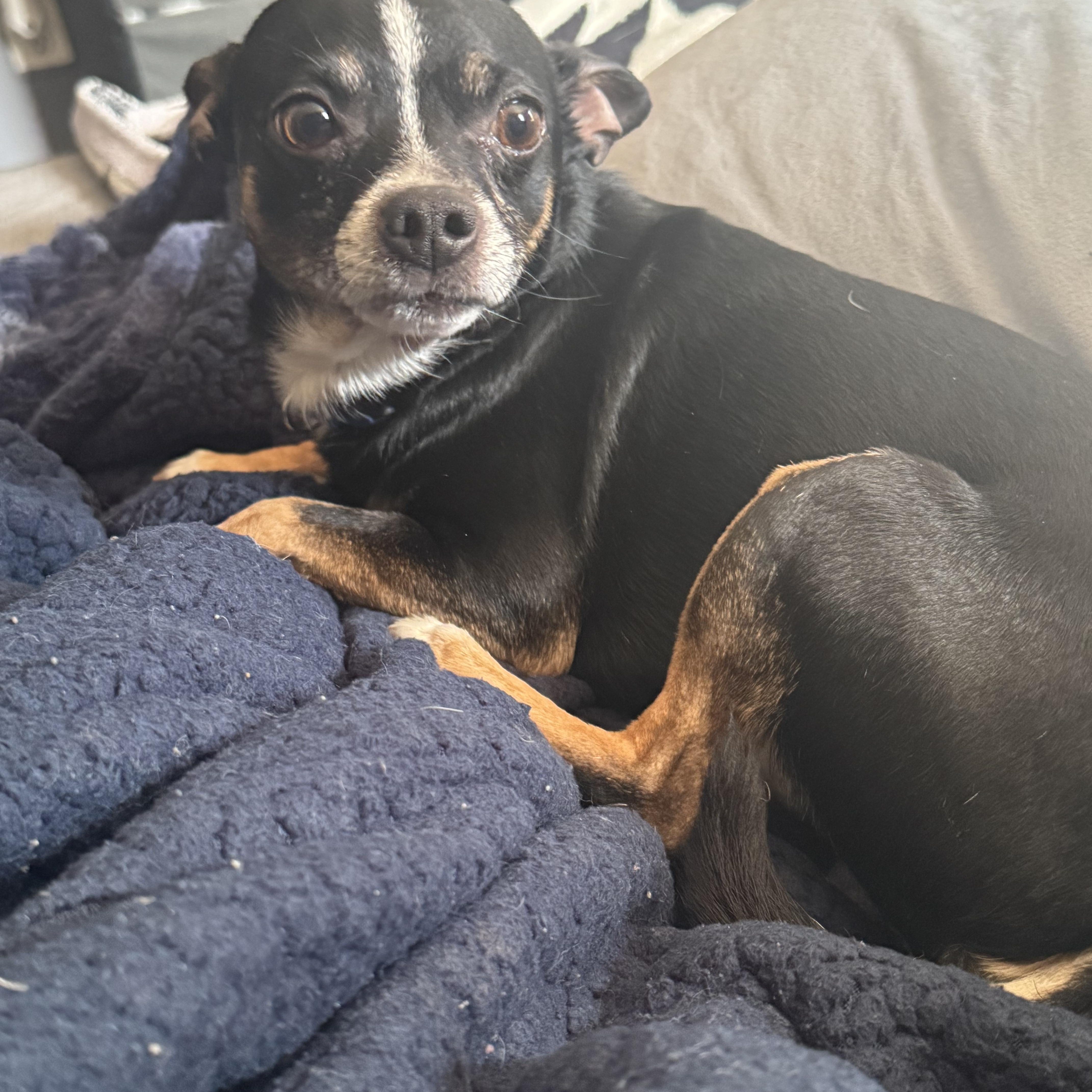 Enlarge Winston , a ADOPTABLE mixed breed in Fredericksburg, VA image 4/5