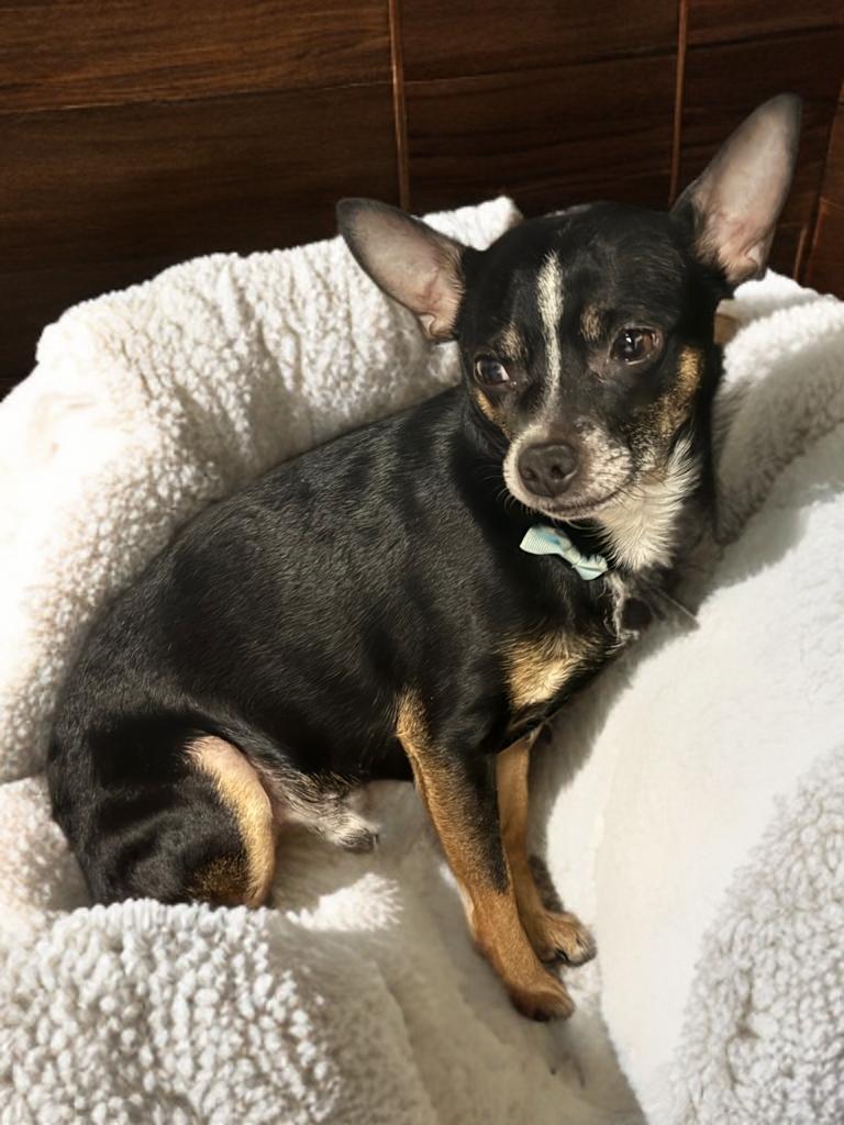 Enlarge Winston , a ADOPTABLE mixed breed in Fredericksburg, VA image 2/5