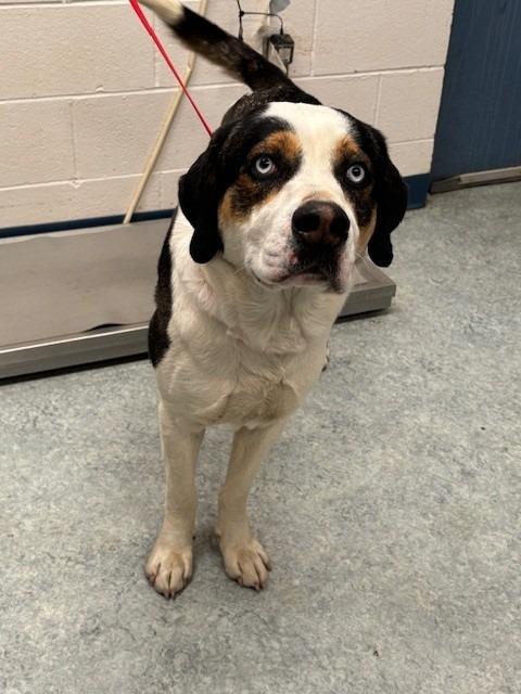 Enlarge COLUMBUS, a Adoptable mixed breed in Warrenton, NC image 1/1