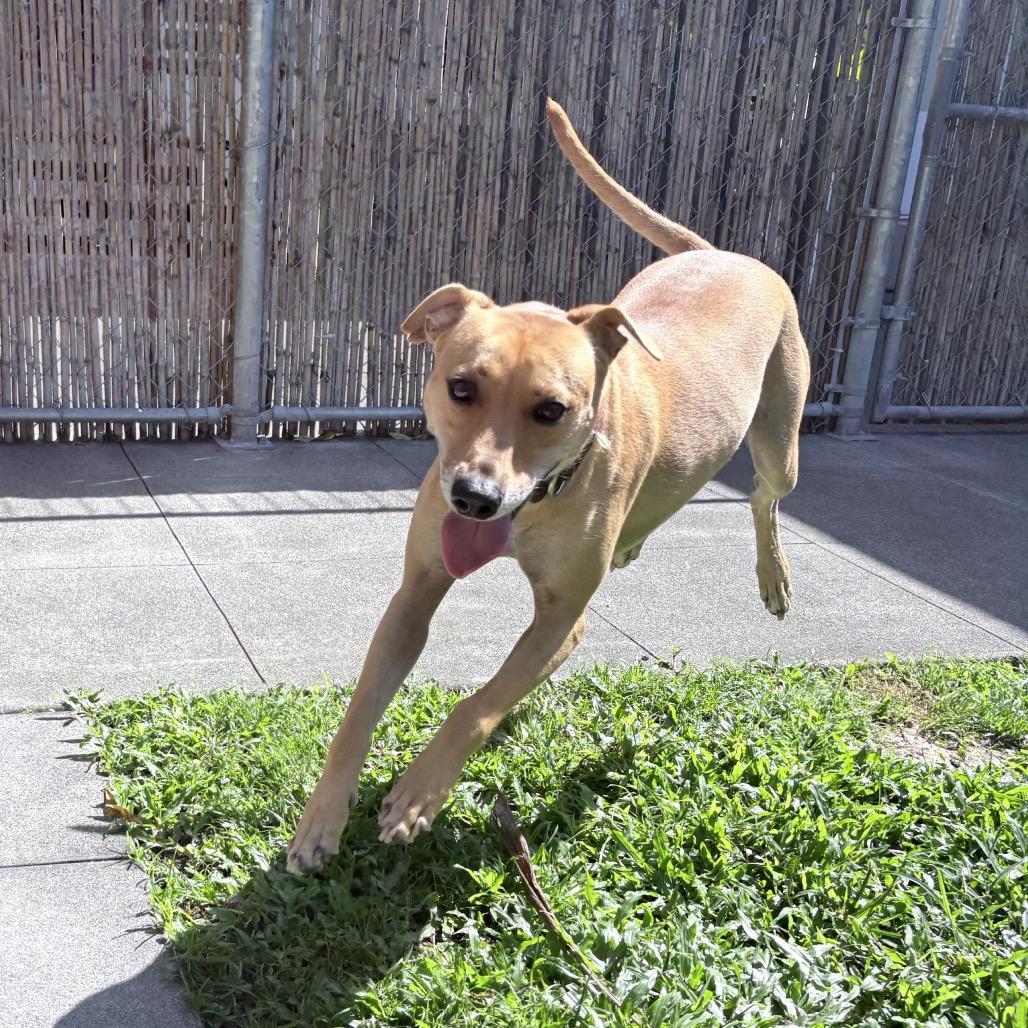 Enlarge Doogie, a Adoptable Whippet in Keaau, HI image 1/6