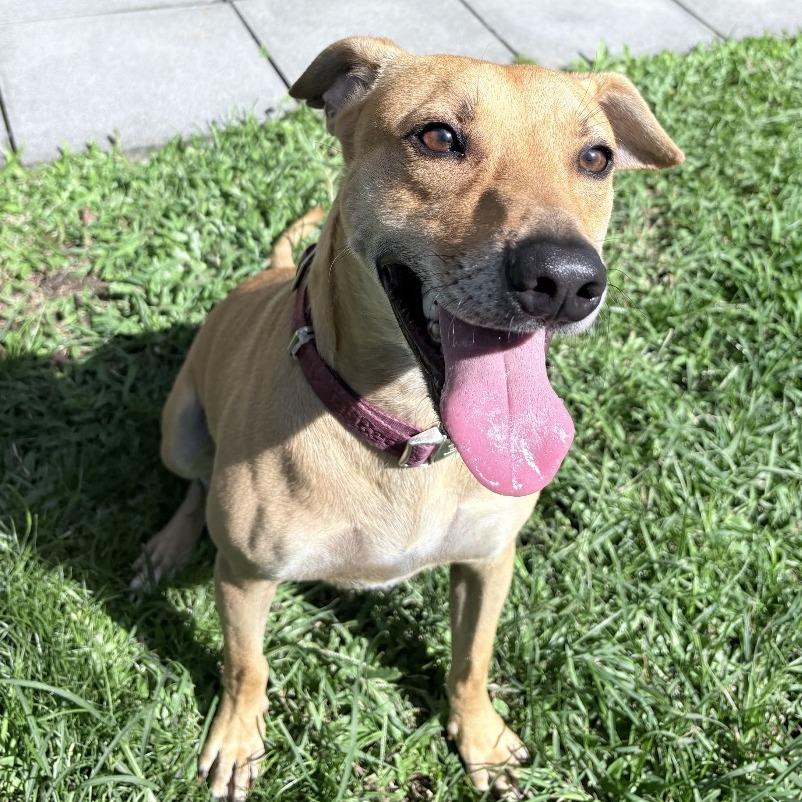 Enlarge Doogie, a Adoptable Whippet in Keaau, HI image 2/6