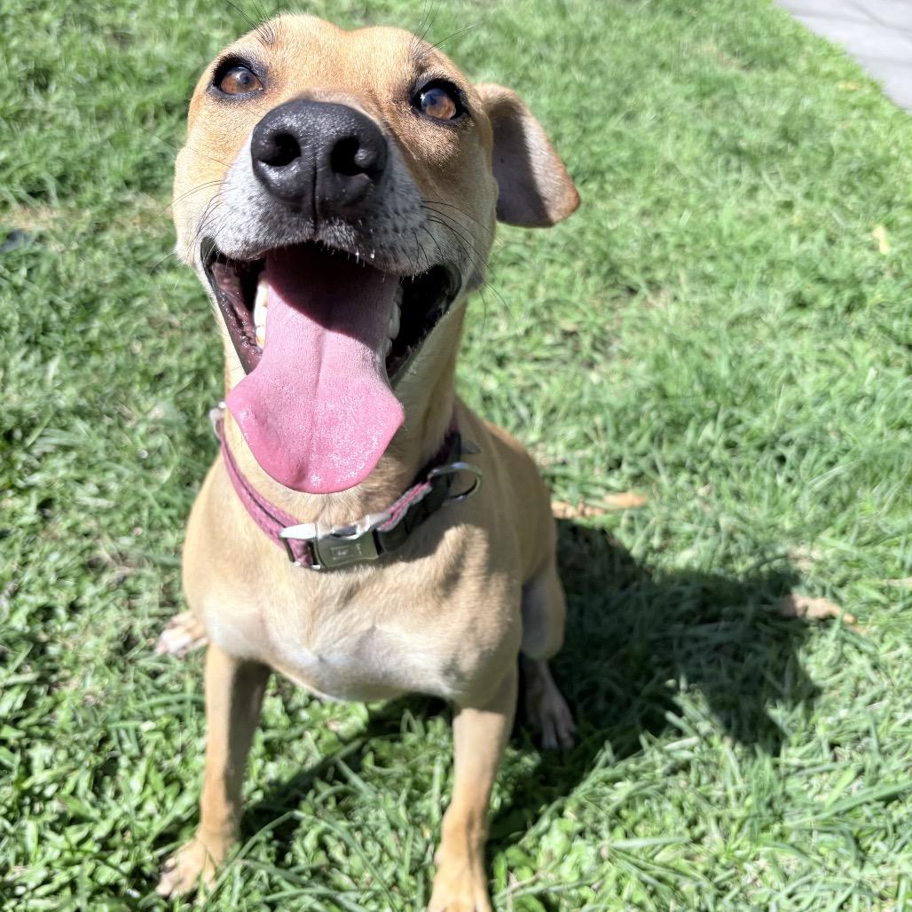 Enlarge Doogie, a Adoptable Whippet in Keaau, HI image 3/6