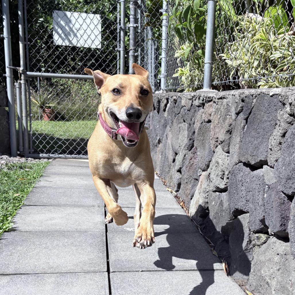 Enlarge Doogie, a Adoptable Whippet in Keaau, HI image 4/6