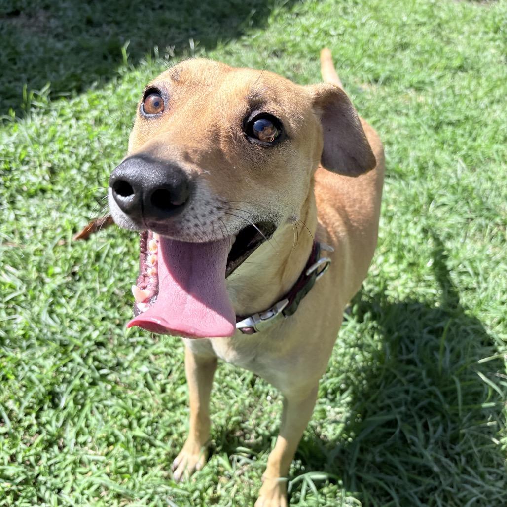 Enlarge Doogie, a Adoptable Whippet in Keaau, HI image 5/6