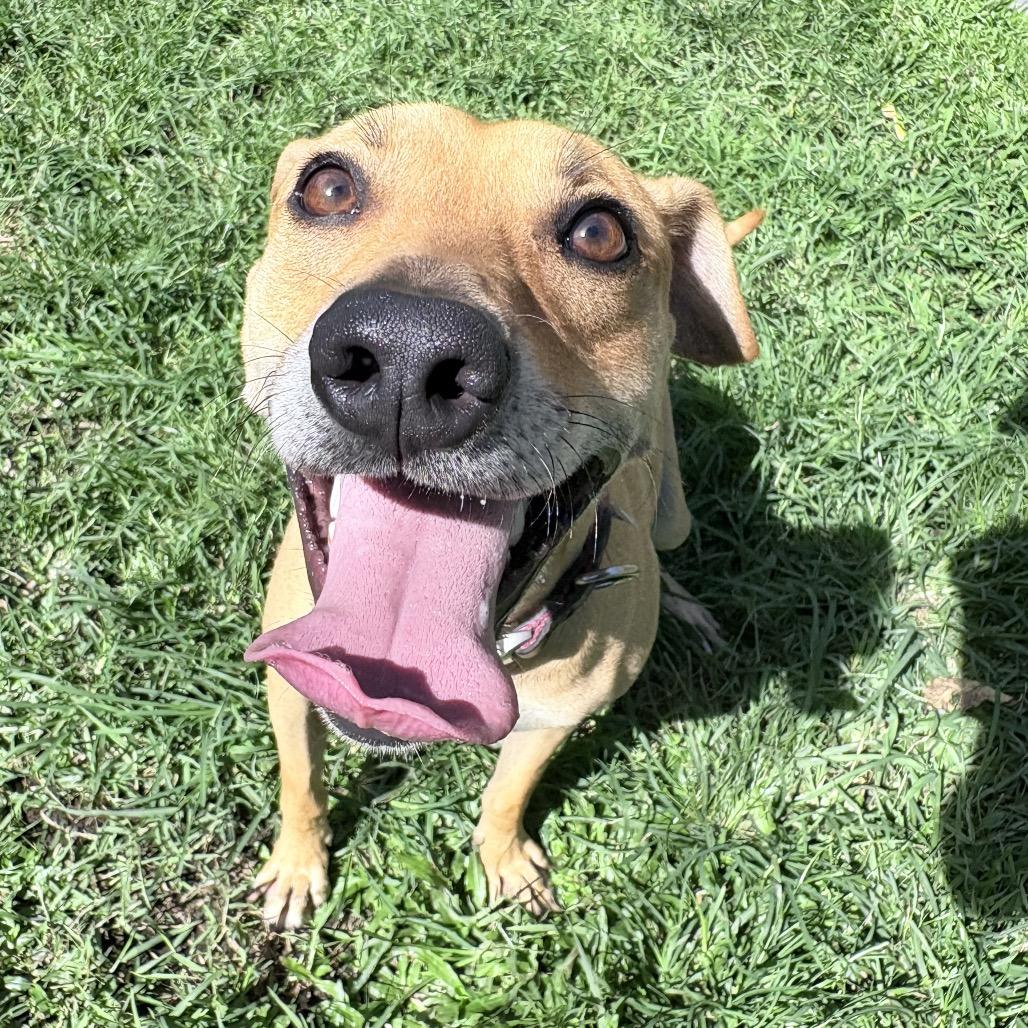 Enlarge Doogie, a Adoptable Whippet in Keaau, HI image 6/6