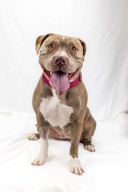 Bella, Adoptable, Adult Female Terrier & Mixed Breed.