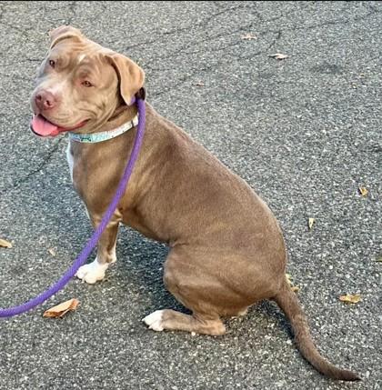 Bella, Adoptable, Adult Female Terrier & Mixed Breed.