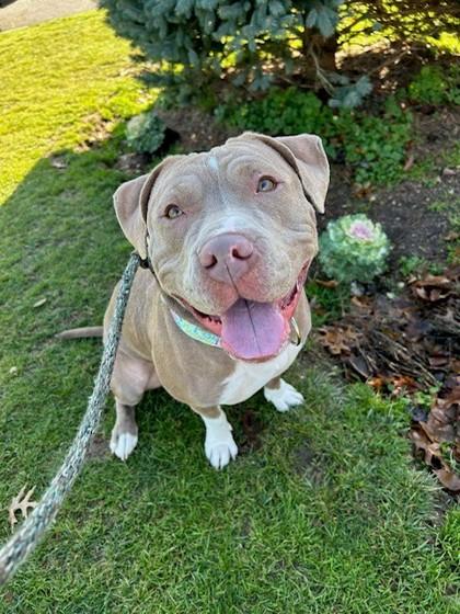 Enlarge Bella, a Adoptable mixed breed in Wantagh, NY image 3/3