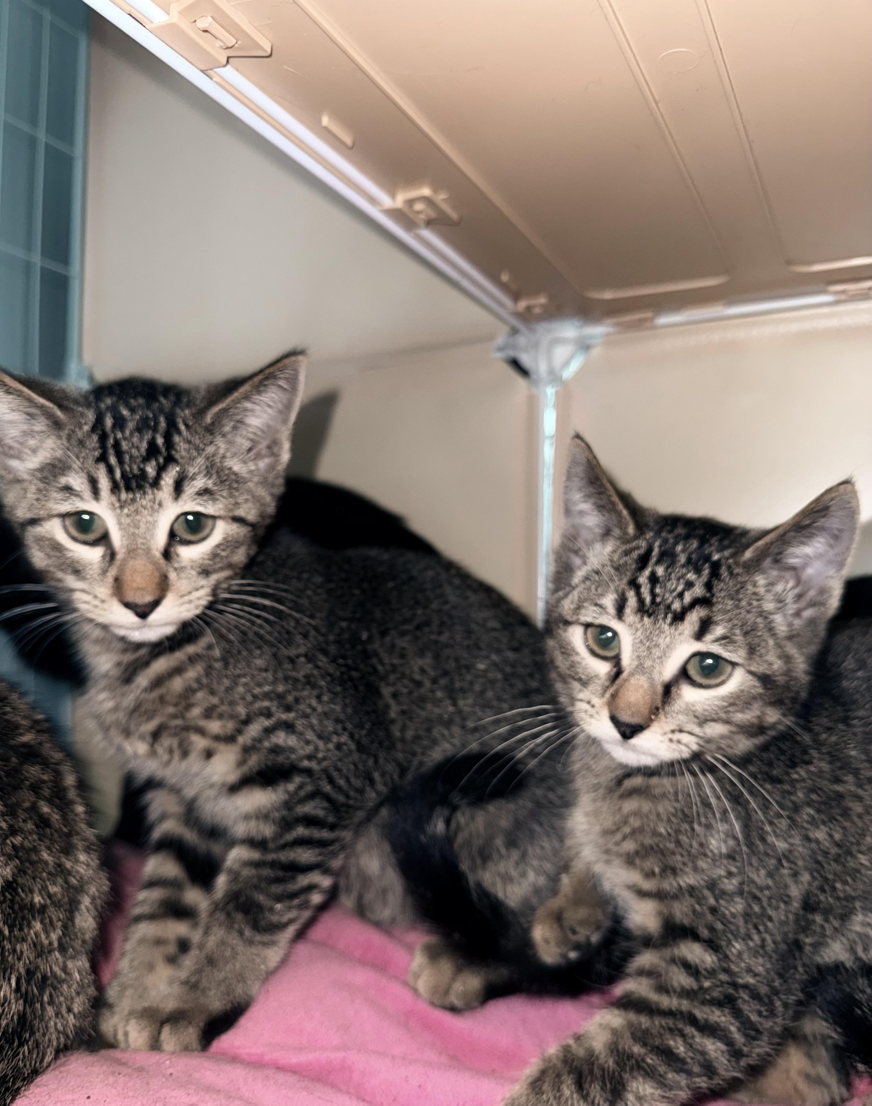 Enlarge Jr & Theo, a Adoptable mixed breed in Allentown,, PA image 2/3