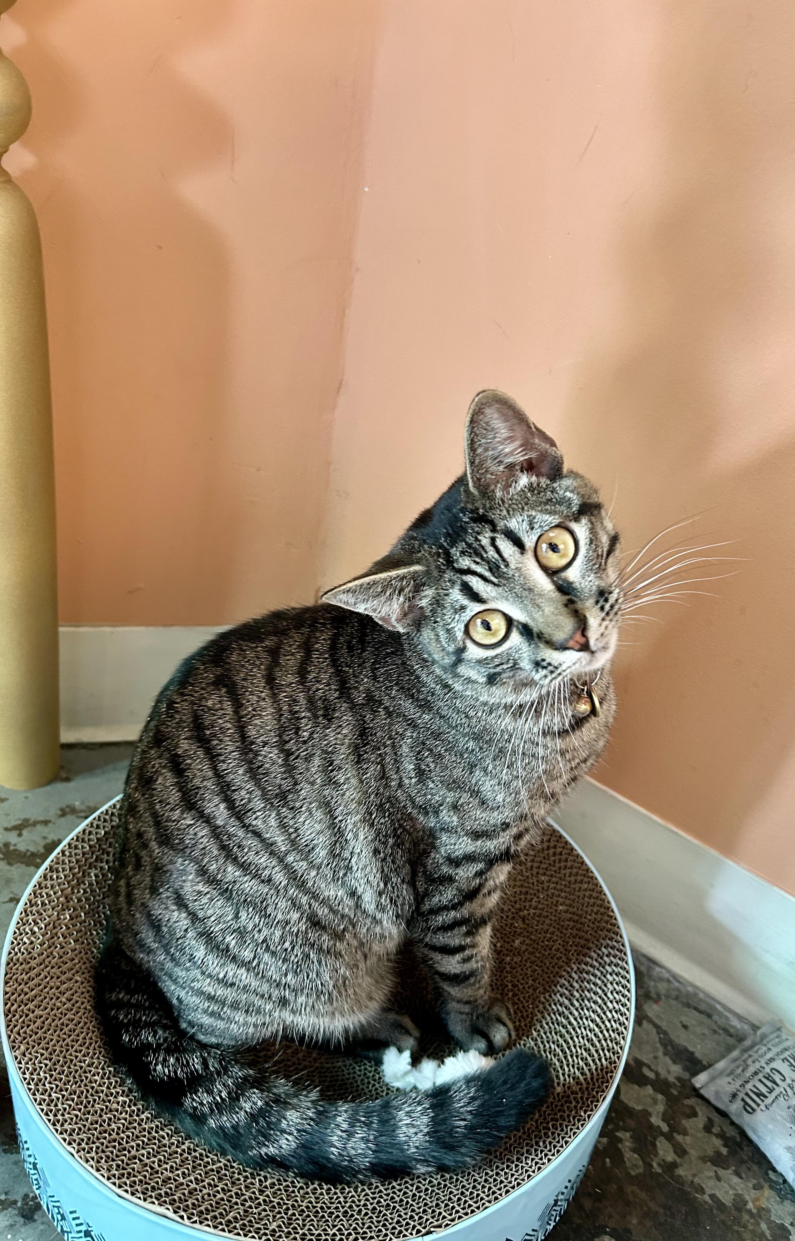 Enlarge Tanjiro, a Adoptable Tabby in Commerce City, CO image 1/6