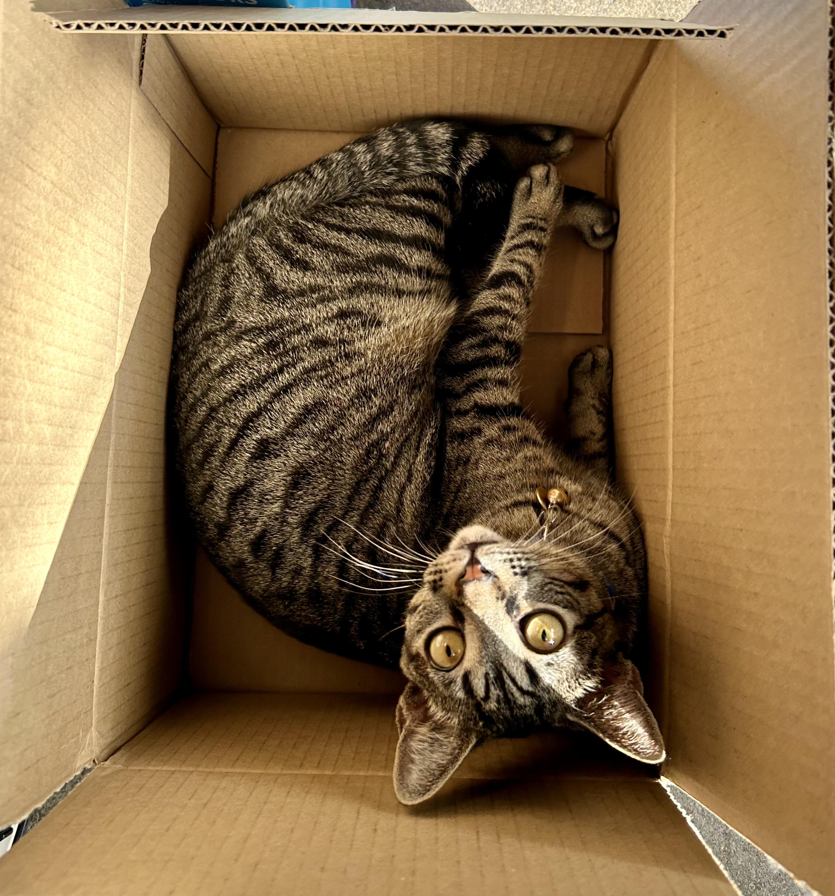 Enlarge Tanjiro, a Adoptable Tabby in Commerce City, CO image 5/6