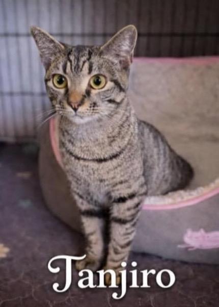 Enlarge Tanjiro, a Adoptable Tabby in Commerce City, CO image 4/6