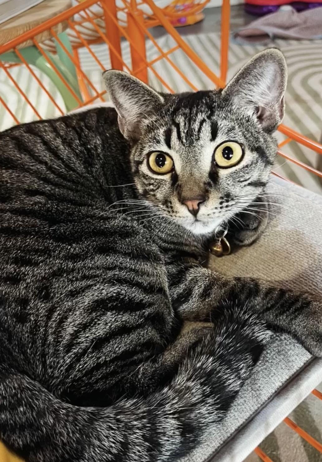 Enlarge Tanjiro, a Adoptable Tabby in Commerce City, CO image 2/6