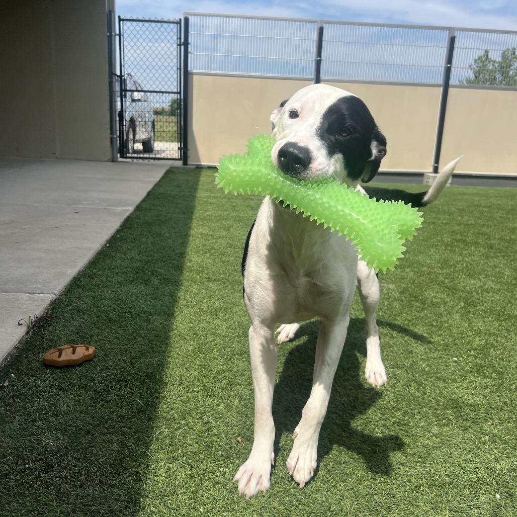 Petey, Adoptable, Adult Male Pit Bull Terrier & Boxer.