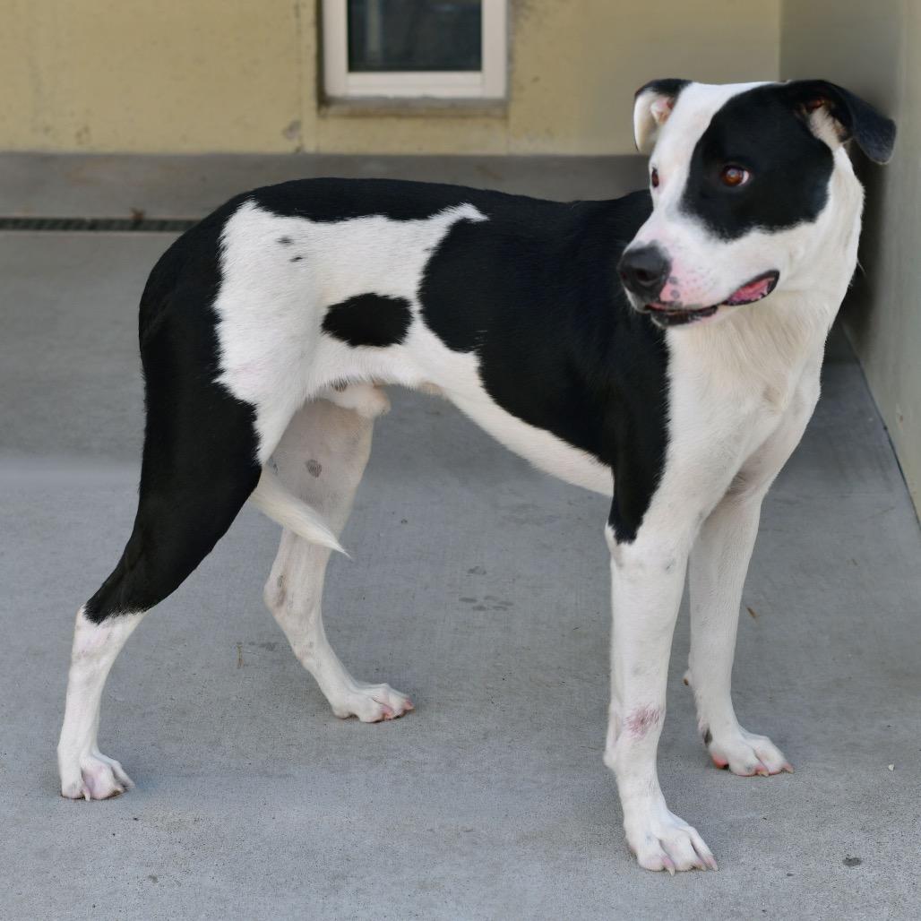 Enlarge Petey, a Adoptable mixed breed in Ottawa, KS image 2/3