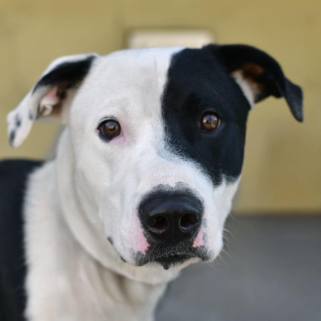 Enlarge Petey, a Adoptable mixed breed in Ottawa, KS image 3/3