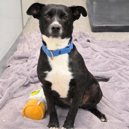 Catherine Ann, a Adoptable mixed breed in Voorhees, NJ image 1/3