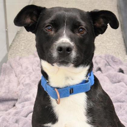 Catherine Ann, a Adoptable mixed breed in Voorhees, NJ image 2/3