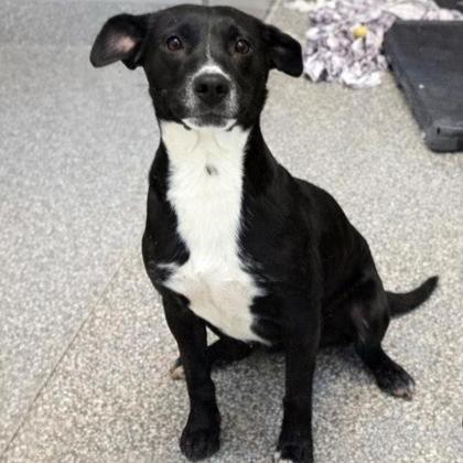 Catherine Ann, a Adoptable mixed breed in Voorhees, NJ image 3/3