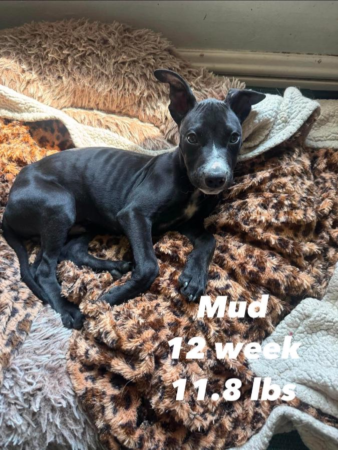 Enlarge Mud, a Adopted mixed breed in Painesville, OH image 2/5