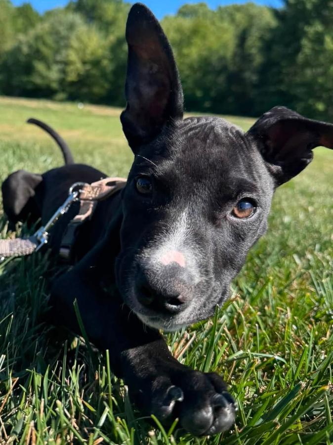 Enlarge Mud, a Adopted mixed breed in Painesville, OH image 5/5