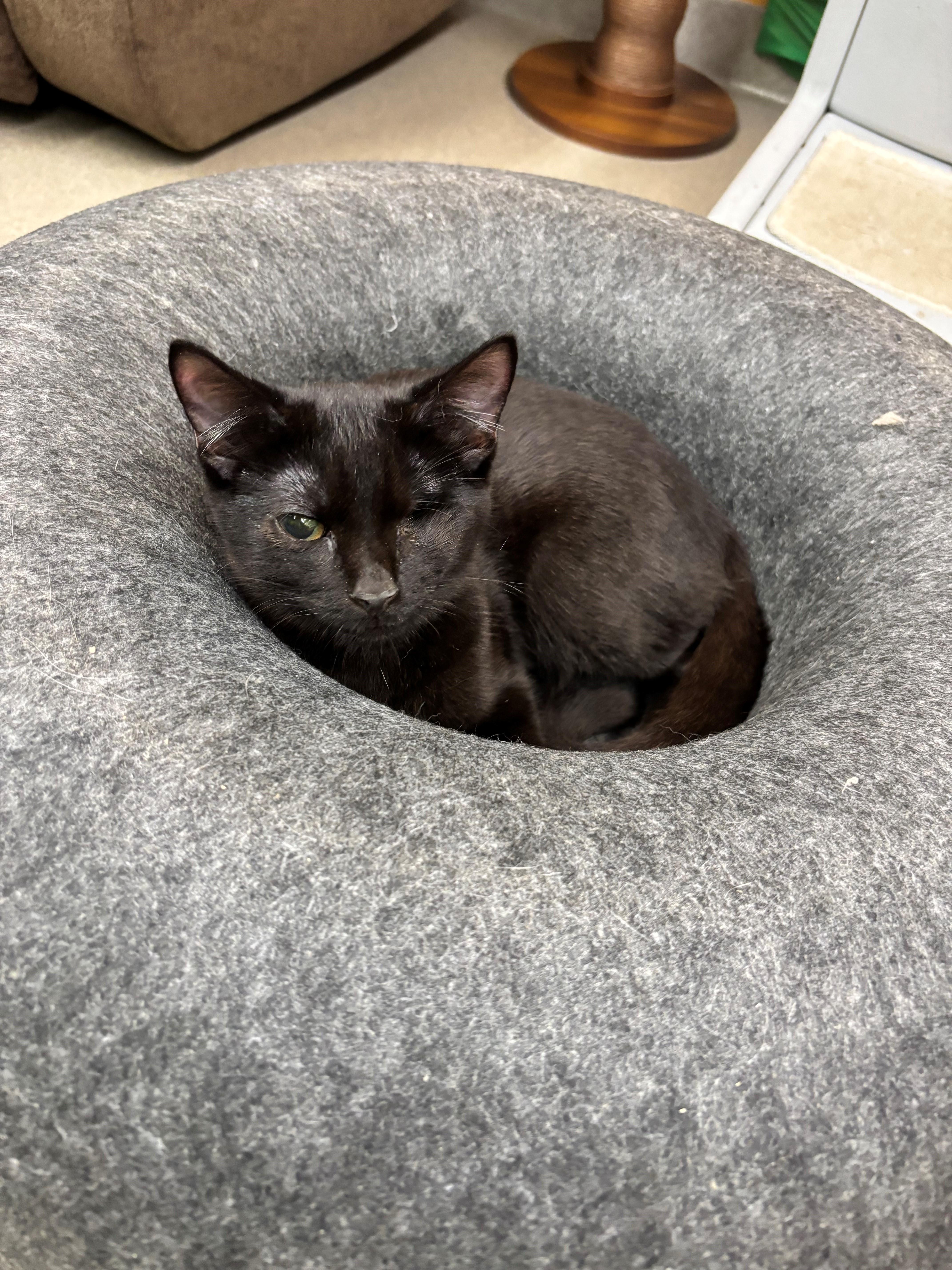Drew, Adoptable, Kitten Male Domestic Short Hair.