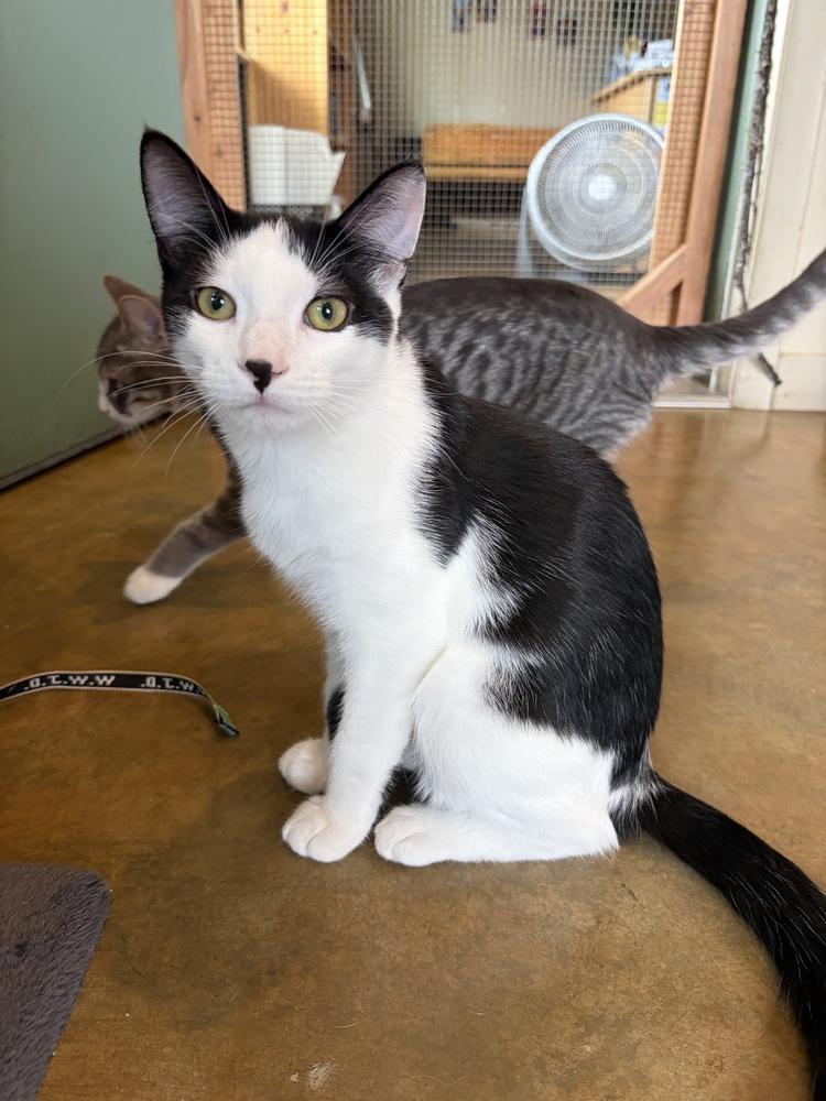 Splash, Adoptable, Kitten Male Domestic Short Hair.